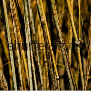 Rustic Iron Mood Close-up of tall, dry, yellowish-brown reeds with spots and textures form a dense, abstract natural pattern, evoking the earthy tones and rugged elegance of Rustic Iron Mood.