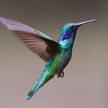 A close-up of Product 116, a colorful hummingbird with iridescent green and blue feathers, hovers mid-air with blurred wings against a plain, soft brown background.