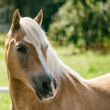 Product 119: A light brown horse with a white mane and a facial white stripe stands outdoors, green foliage softly blurred in the background.