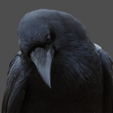 47 A close-up of 47, a black crow with its head slightly tilted downward and gazing intently forward, set against a plain dark gray background.