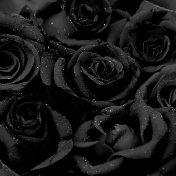 49 Close-up of several "49" black roses with dewdrops on their petals, featuring a dramatic, moody atmosphere with deep shadows and rich textures.