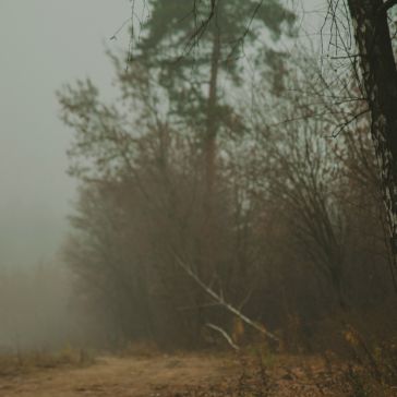 60 A foggy forest scene with bare trees and a dirt path evokes the muted, mysterious mood of Product 60. Leafless branches suggest late autumn or early winter, creating an atmospheric landscape.