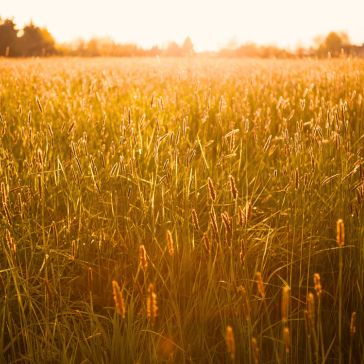 88 The 88 captures a sunlit field of tall grass illuminated by golden light, evoking warmth and serenity as the sunset glows in the background.