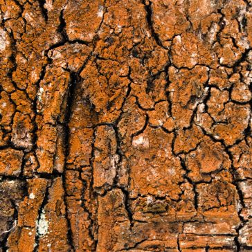 98 Close-up view of 98's rough, cracked surface covered in a layer of rusty orange lichen or fungus, highlighting varied textures and deep crevices.