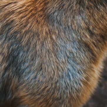 Close-up of Agate 6 fur, featuring brown, gray, and black tones that highlight the natural texture and color variations of the animal’s coat.