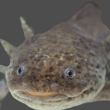 Dark Washed 6239 Close-up of Dark Washed 6239, a speckled brown axolotl with small round eyes and a slight smile, facing the camera against a plain gray background.