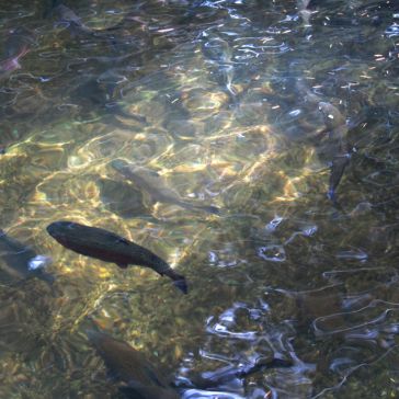 Dark Washed 6317 Dark Washed 6317 features several fish gliding through clear, shallow water, sunlight casting patterns across the rippling surface.