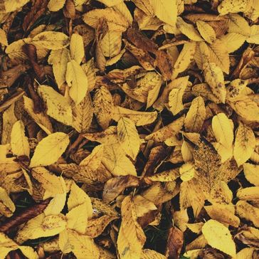 A close-up view of ground covered with dry, yellow, and brown autumn leaves highlights the varied shapes and textures, as seen on Foundry 6378.