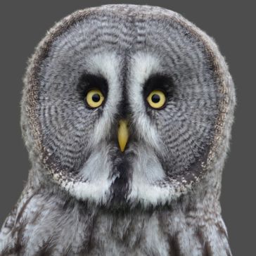 Light Washed 6619 (2) A close-up of a great grey owl with striking yellow eyes, round facial disk, grey and white plumage, set against a neutral background highlights the Light Washed 6619 (2).