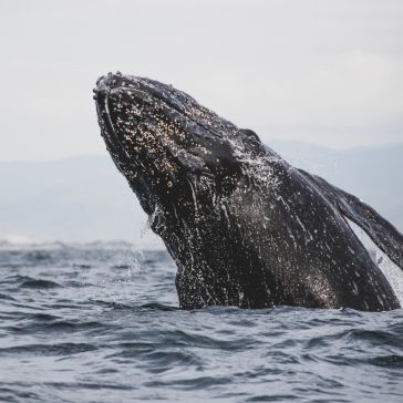 Light Washed 7005 Light Washed 7005: A humpback whale breaches above the ocean surface, water splashing around its body, set against a cloudy sky.
