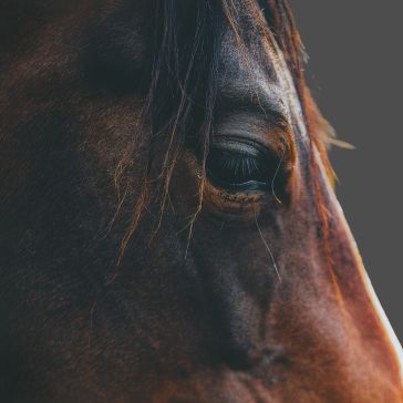 Close-up of a brown horse's face highlighting its eye and mane, with a dark, blurred background. Artwork: "Oil Rubbed 4".