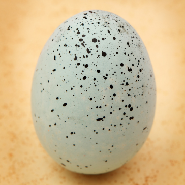 A close-up of Paint 1 in pale blue with numerous black speckles, resting on a warm, light brown surface.