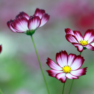 Three cosmos flowers with white petals edged in deep pink and yellow centers stand out against a pastel green and pink background, evoking a soft springtime vibe inspired by the Patina Mood Board.