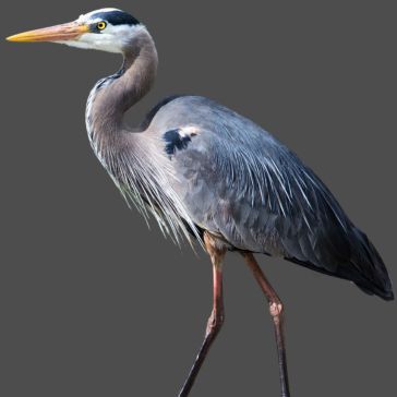 Rustic Reclaimed 5 (2) Rustic Reclaimed 5 (2) features a great blue heron standing upright, displaying its long neck, yellow beak, gray-blue feathers, and slender legs against a plain gray background.