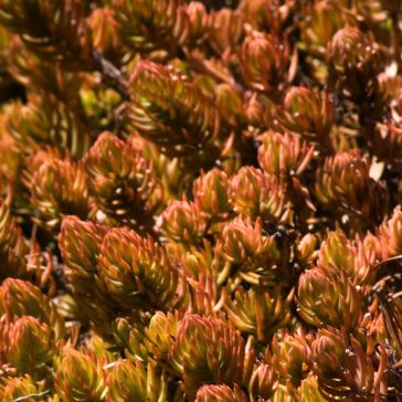 Rusty Rustic Close-up of Rusty Rustic, a dense, spiky succulent with reddish-green leaves glowing in sunlight. The clustered foliage adds rich texture and vivid color to the scene.
