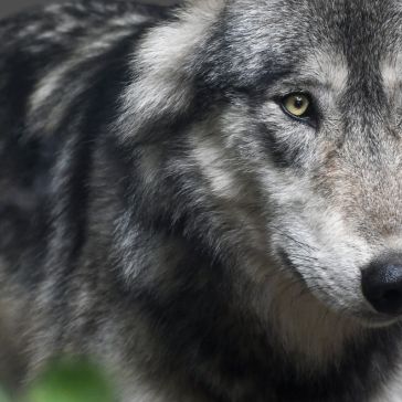 Close-up of Showroom Reclaimed 6, featuring striking yellow eyes and detailed fur texture with an intense, focused expression. Only part of the face and shoulder are visible against a blurred background.