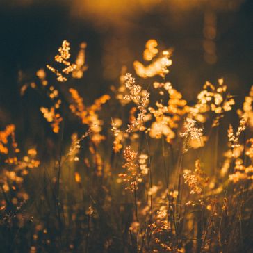 Warm Foundry 4 bathes delicate wild grasses in golden sunlight, creating a warm, dreamy scene with softly blurred backgrounds and glowing highlights enhanced by beautiful bokeh effects.