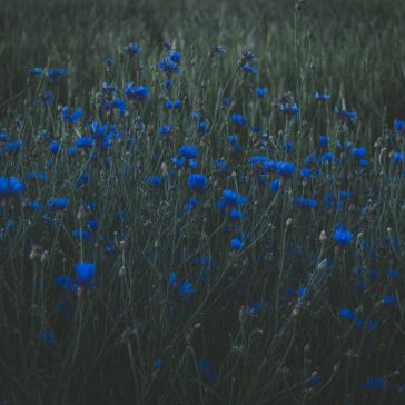 A field of tall grass with scattered blue wildflowers in a moody, dimly lit, and slightly desaturated atmosphere inspired by Winter Blue 5720.