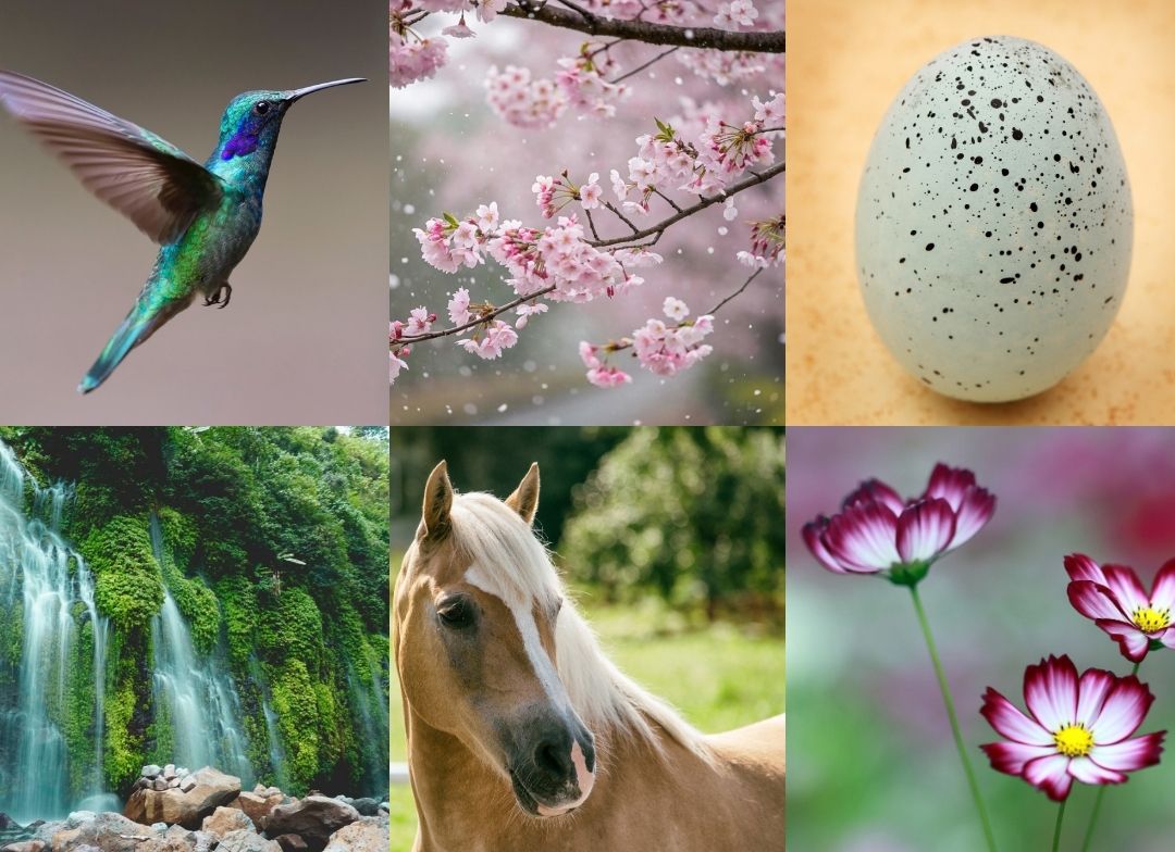 The Paint Mood Board Mobile features six sections: a hummingbird in flight, cherry blossoms, a speckled egg, a lush waterfall, a light brown horse, and pink cosmos flowers on a blurred background.